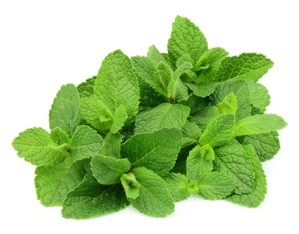 Mint (20g)