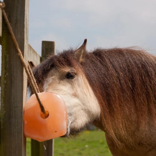 Himalayan Pink Salt Lick - Image 4