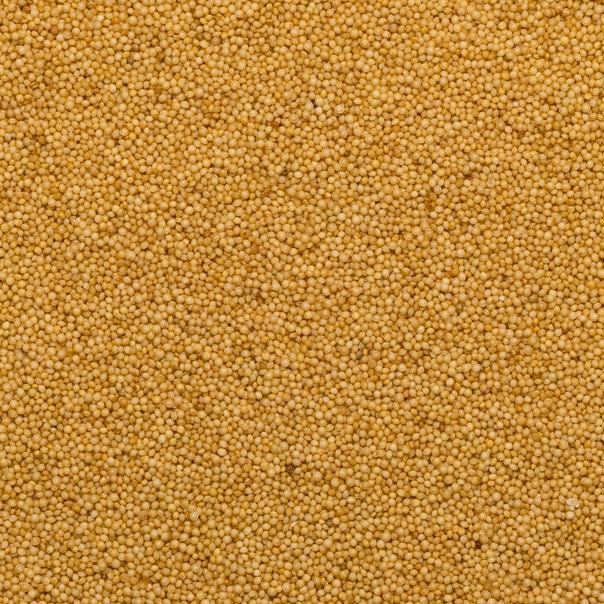 Organic Amaranth Seed - Image 4