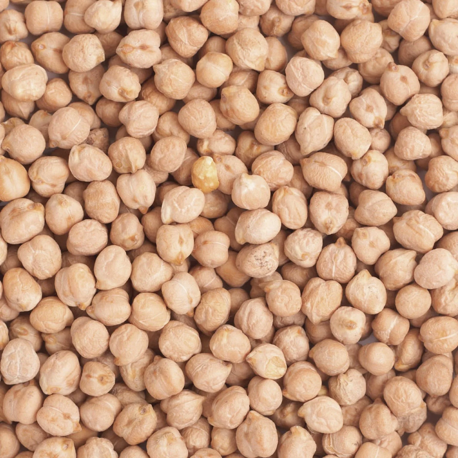 Organic Chickpeas - Image 5