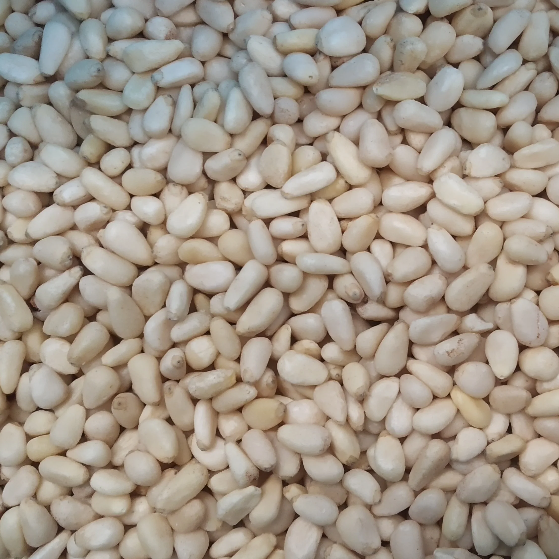 Pine Nuts - Image 8